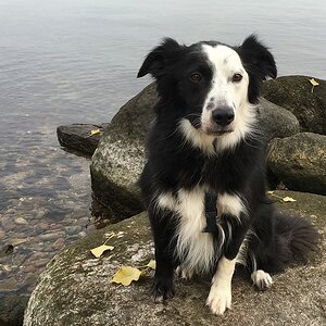 hughie am gelben ufer