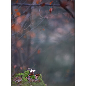 HerbstPZ1 8268 00003