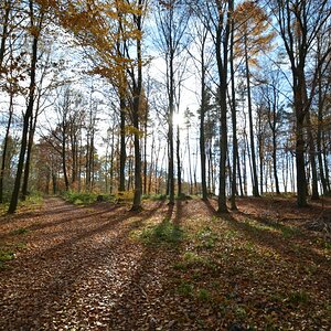 Wald 1