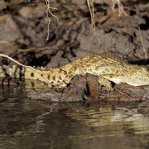 s1580 Selous Krokodil 2288
