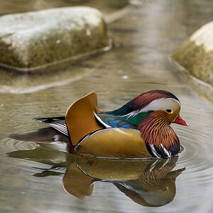 Mandarin-Ente