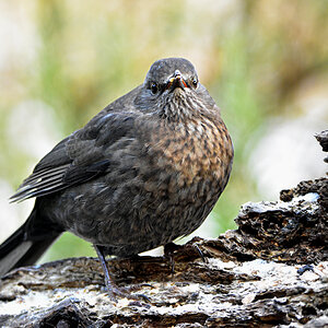 DSC 3285 Amsel