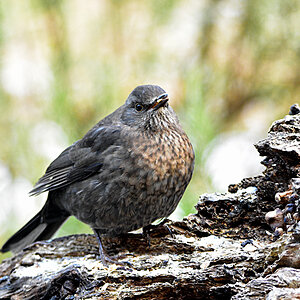 DSC 3286 Amsel