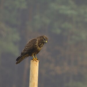 Bussard 06