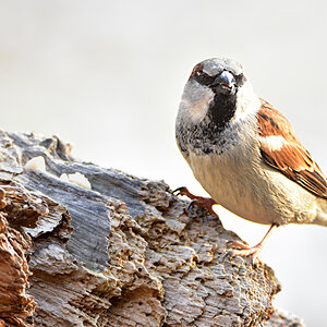 DSC 3300 Spatz