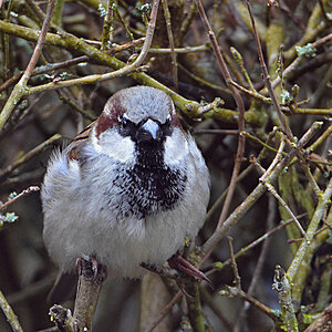 DSC 0662 Spatz