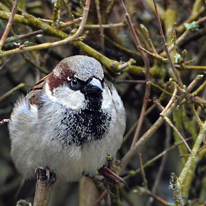 DSC 0663 Spatz