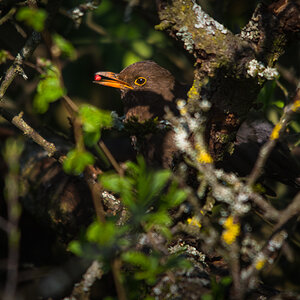 Amsel D71 9371 SC