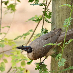 201610 Noisy Friarbird
