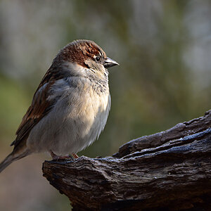 DSC 3310 Spatz