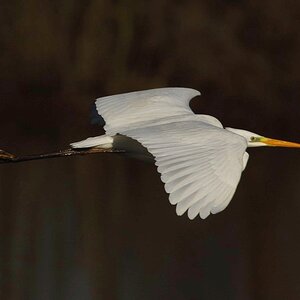 Silberreiher Flug 01