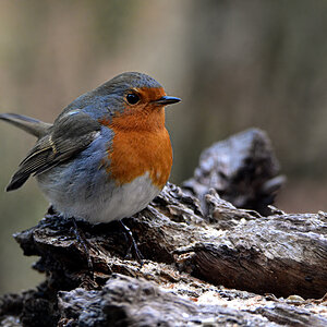 DSC 3356 Rotkehlchen