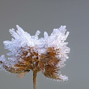 Wer suchet der findet – eingefrorene geflügelte Blattlaus auf einer Wasserminze.
Insekten im Winter zu fotografieren ist nicht so einfach und man muss