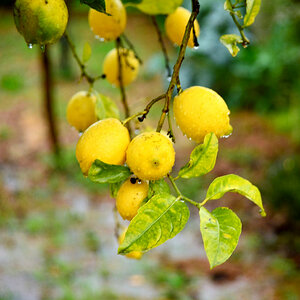 zitrone.im.regennf1