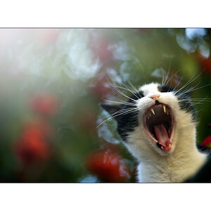 Katze PZ13564