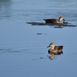 201610_Pacific Black Duck