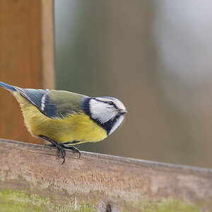 Blaumeise 2