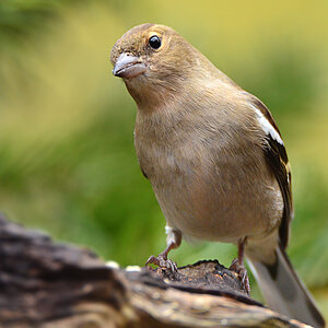 DSC 0302 Buchfink