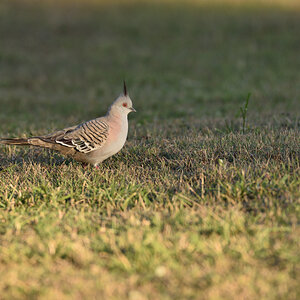 201610_Crested Pigeon