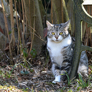 DSC 0678 Katze