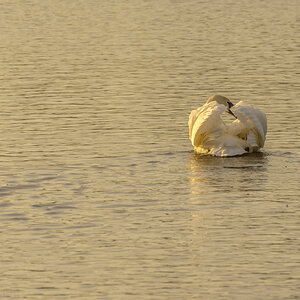 am Borner See