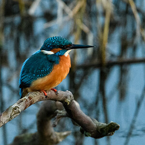 Eisvogel, Region Hannover