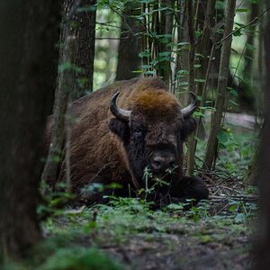 Bialowieza Polen