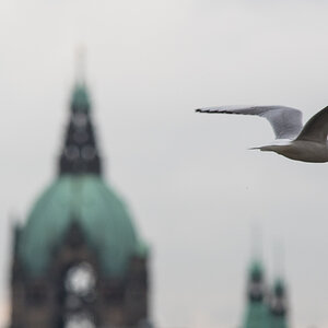 Möve und Rathaus, Hannover