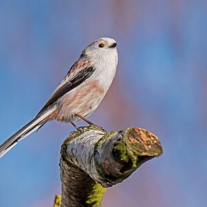 D50 5501 SchwanzmeiseIA 11 2016