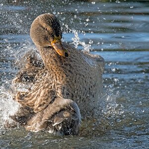 D50 5097 Stockentenweibchen beim Baden IA 11 2106