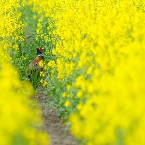 Tiere im Raps