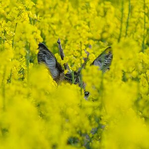 Tiere im Raps