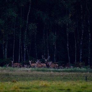Hirsche, Lüneburger Heide