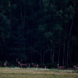 Hirsche, Lüneburger Heide