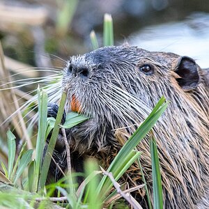 Nutria, BS