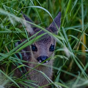 Bambi, BS
