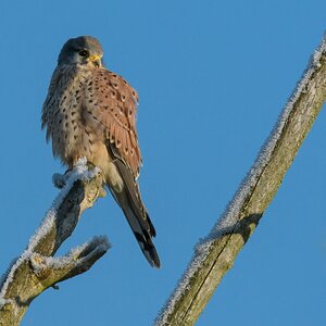 Turmfalke, BS
