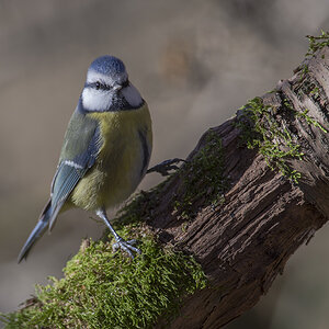 blaumeise 11