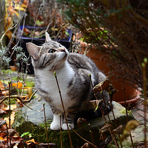 DSC 1811 Katze