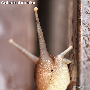 Achatschnecke
