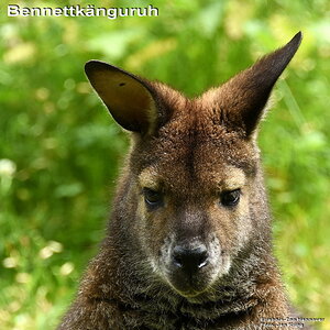 Bennettkänguruh