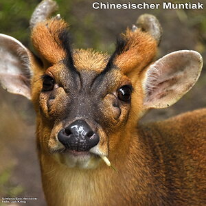 Chinesischer Muntiak