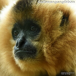 Gelbwangengibbon