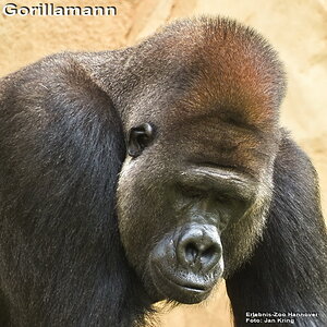 Gorillamann