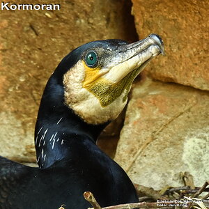 Kormoran