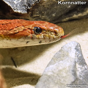 Kornnatter