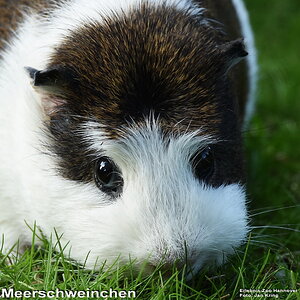 Meerschweinchen
