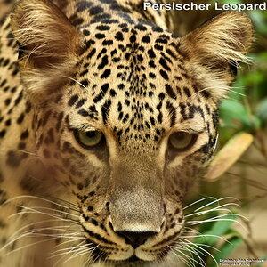 Persischer Leopard
