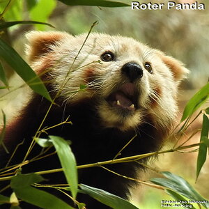 Roter Panda
