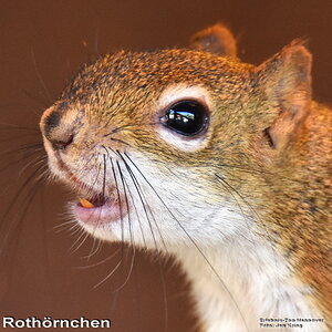 Rothörnchen